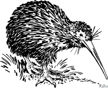 Kiwi Kolorowanki Do Druku