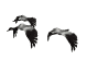 Cegonha Imagens Animadas Gif