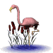 Flamingo Imagens Animadas Gif
