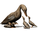 Pato Imagens Animadas Gif