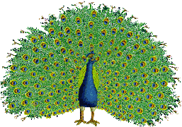 Pavão Imagens Animadas Gif