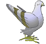 Pombo Imagens Animadas Gif