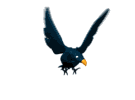 Raven Imagens Animadas Gif