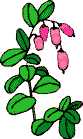Flores Imagens Animadas Gif