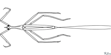 කෘමීන් - Mantis-ආගමික මුද්‍රණය කළ හැකි වර්ණ පිටු