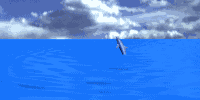 Dolphin Ata O Ata Gif