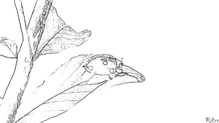 Tamaʻitaʻi Itulau Lanu Lolomi