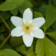 Anemone Vyombo Vya Habari