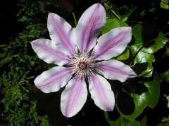 Clematis Vyombo Vya Habari