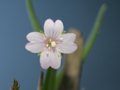 Epilobium Vyombo Vya Habari