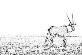 , Oryx அச்சிடக்கூடிய வண்ணப் பக்கங்கள்