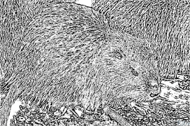 Coypu அச்சிடக்கூடிய வண்ணப் பக்கங்கள்