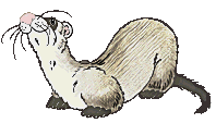 Ferret Тасвирҳои Аниматсионӣ Gif