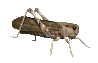 Çekirge Animasyonlu Resimler Gif