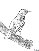 Pirog Bosib Chiqarish Uchun Bo'yash Sahifalari