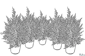 Qarag'ay Bosib Chiqarish Uchun Bo'yash Sahifalari