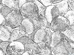 Hazelnut Amaphepha Ombala Aprintwayo