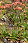 maculata ዝርዝር