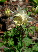 fragrans siyahı