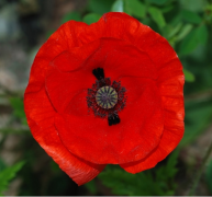 rhoeas siyahı