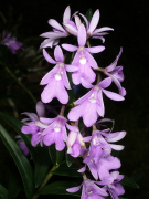 centropetalum спіс
