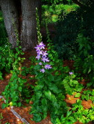 pyramidalis спіс
