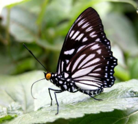 consimilis তালিকা