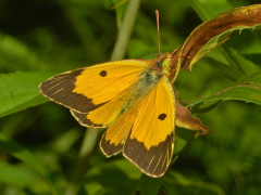 croceus তালিকা