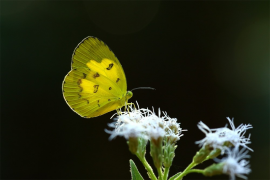 nilgiriensis তালিকা