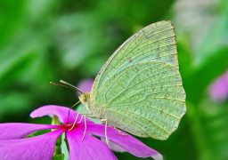 pyranthe তালিকা