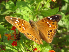 leilia llista