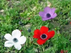 coronaria liste