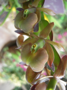 coriifolium liste