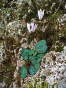 creticum loend
