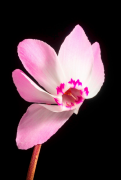 libanoticum loend