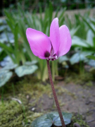 pseudibericum loend