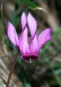 purpurascens loend