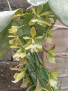 coronatum lista