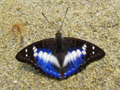 ambica jeri