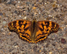 laverna jeri