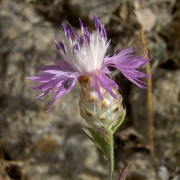 alba רשימה