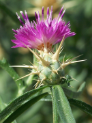 calcitrapa רשימה