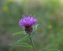 nigra רשימה