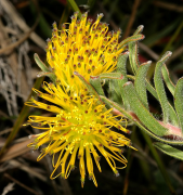 gracile רשימה