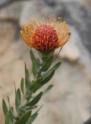 vestitum רשימה