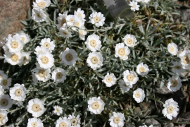 cretica רשימה
