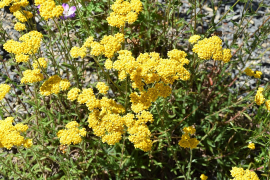tomentosa רשימה