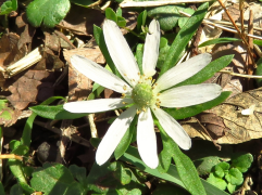 berlandieri רשימה