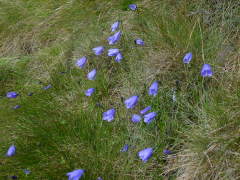gelida רשימה