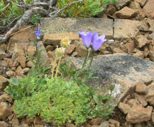scabrella רשימה